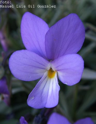 violeta del Teide
